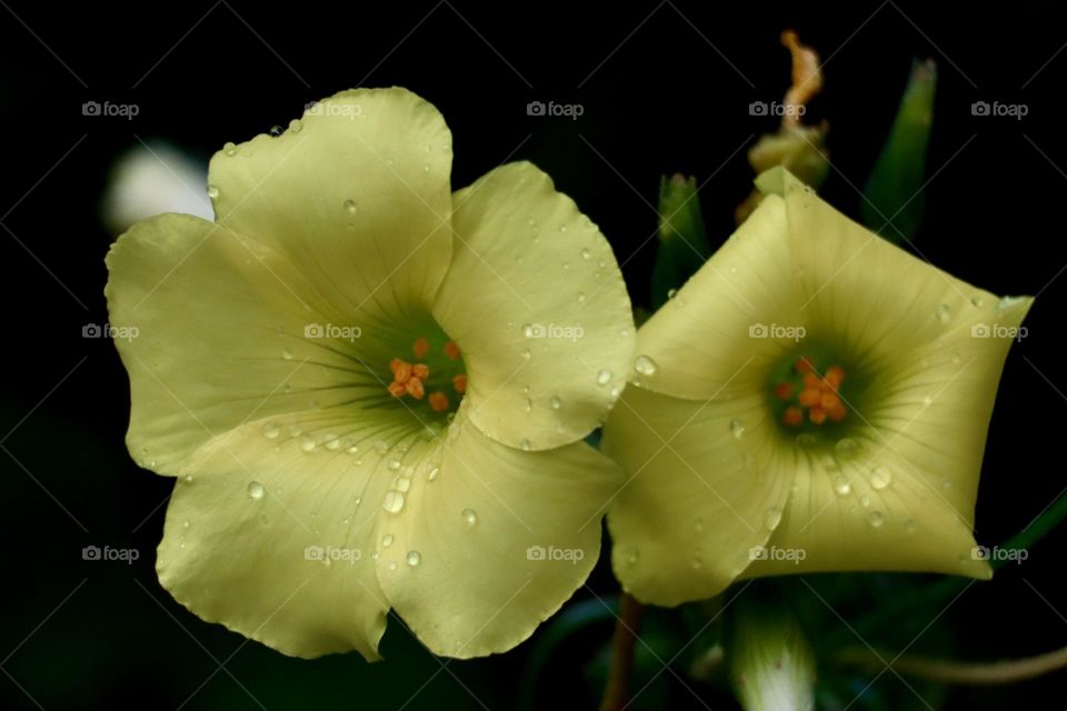 Two yellow Oxalis flowers with rain drops