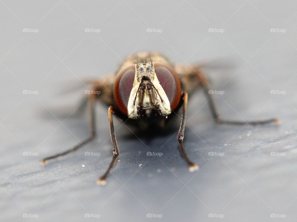 Macro Golden fly front-view 