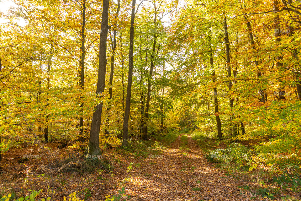 colorful trees in the forest