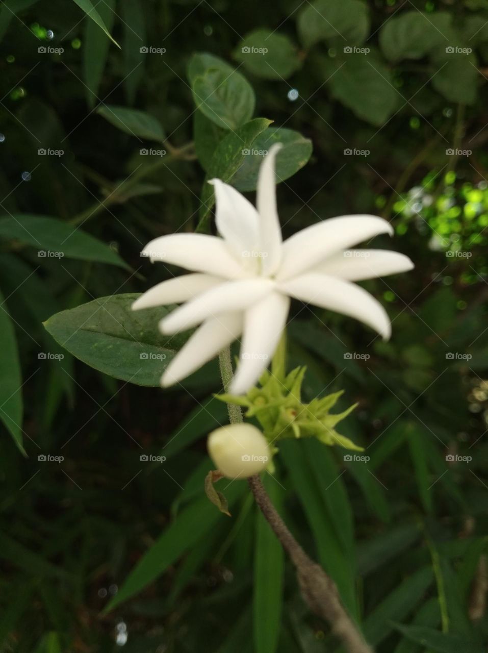 white flower seasonal fresh shurb small size looks very beautiful generally found everywhere