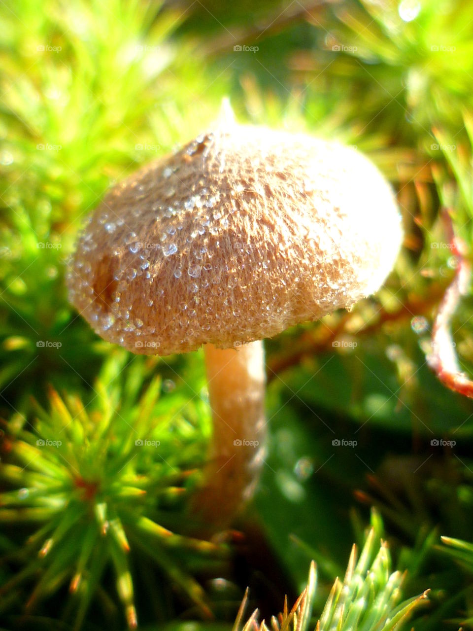 Mushroom in sunlignt
