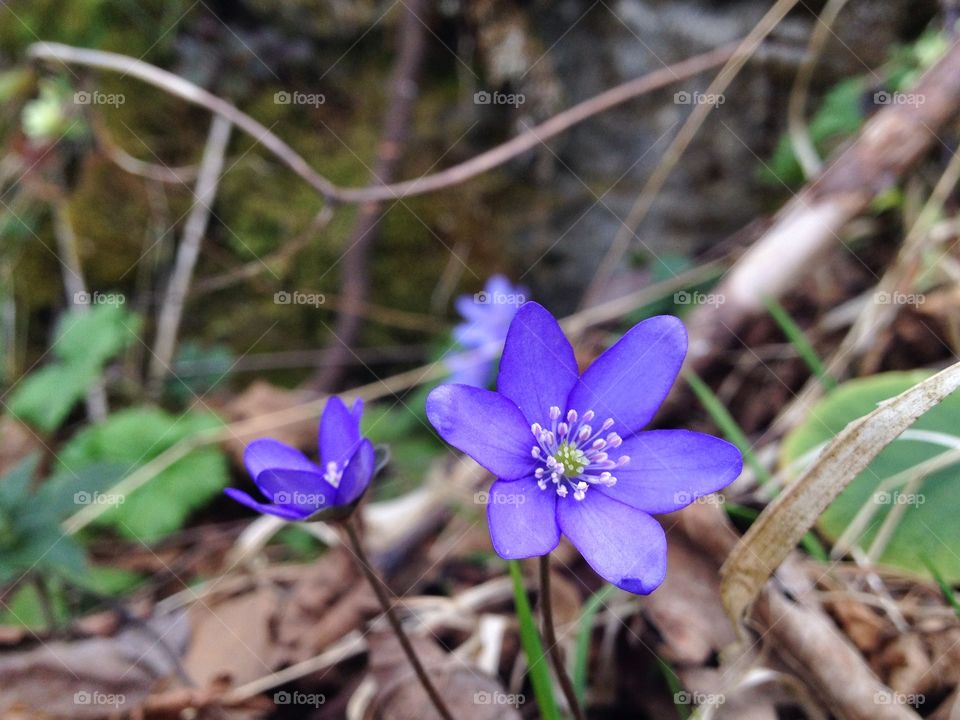 Close-up of purple flower