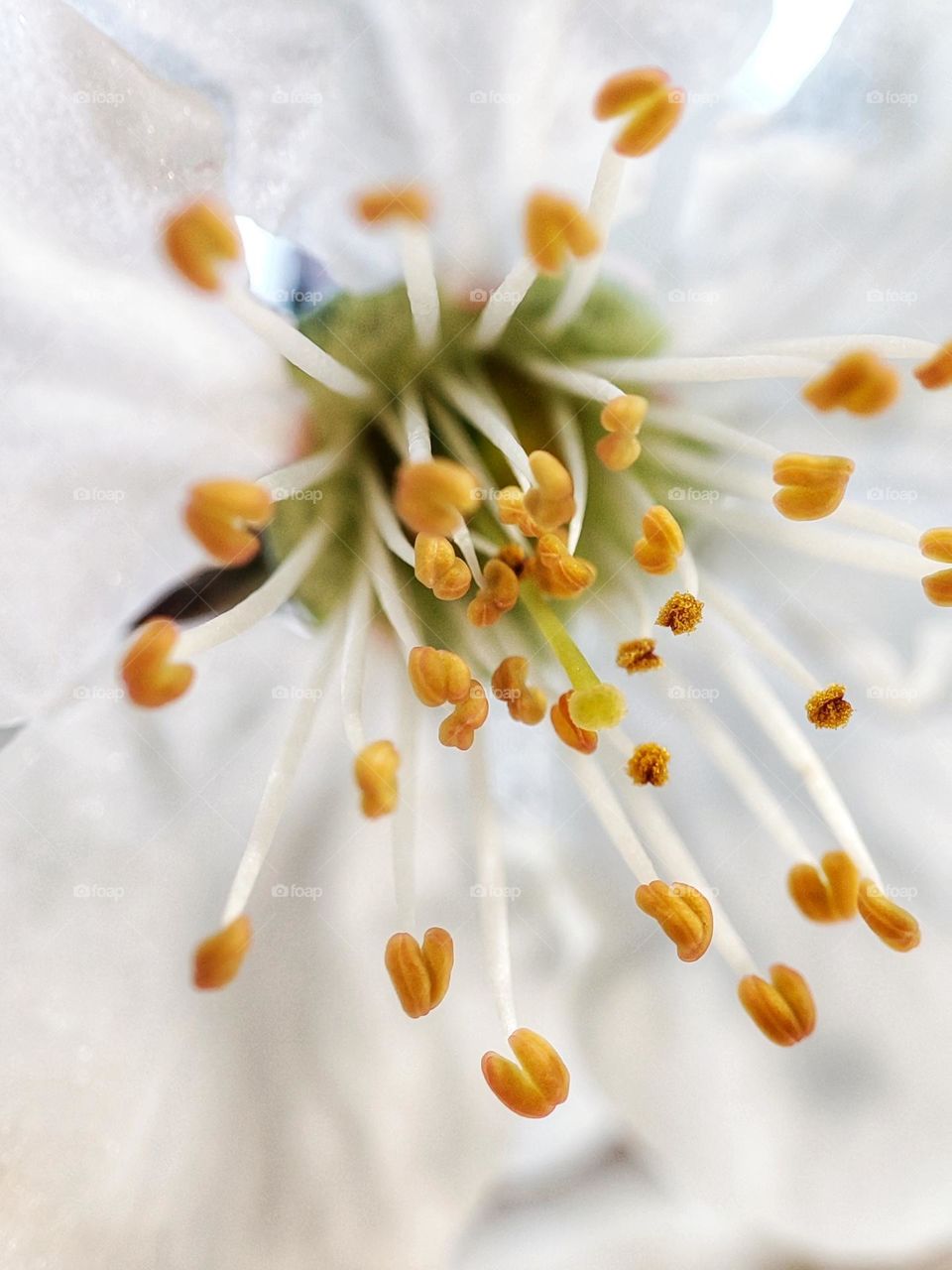 An amazing macro photograph of an apple tree flower with white petals and stunning tiny colourful stamens