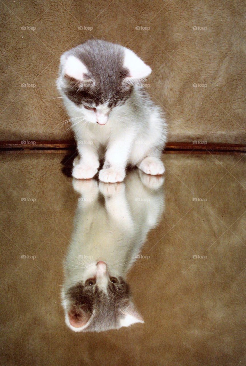 Kitten sitting on a mirror looking at it’s reflection 