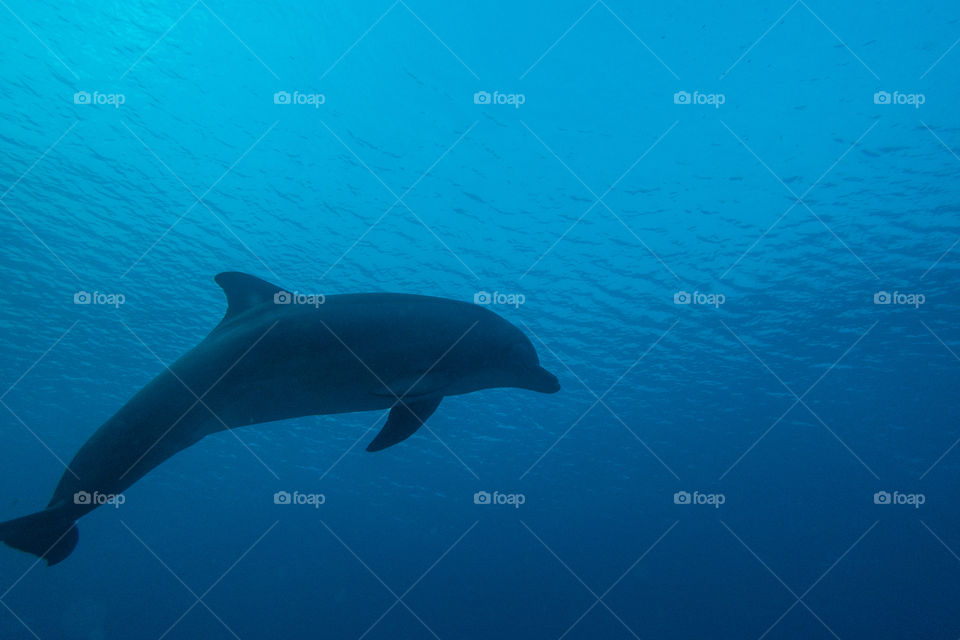 One Dolphin swimming in the Red Sea, Eilat Israel a.e