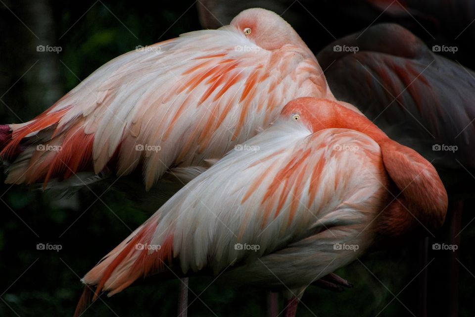 Peeking Flamingos