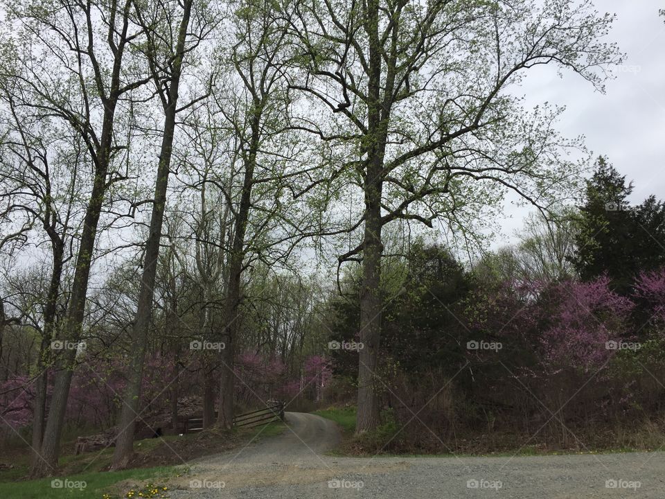 Hopewell Furnace National Historic Site, Hopewell, PA. Early spring 