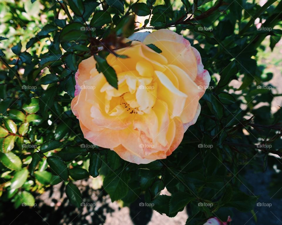 Yellow rose . NY Botanical Gardens in the Bronx