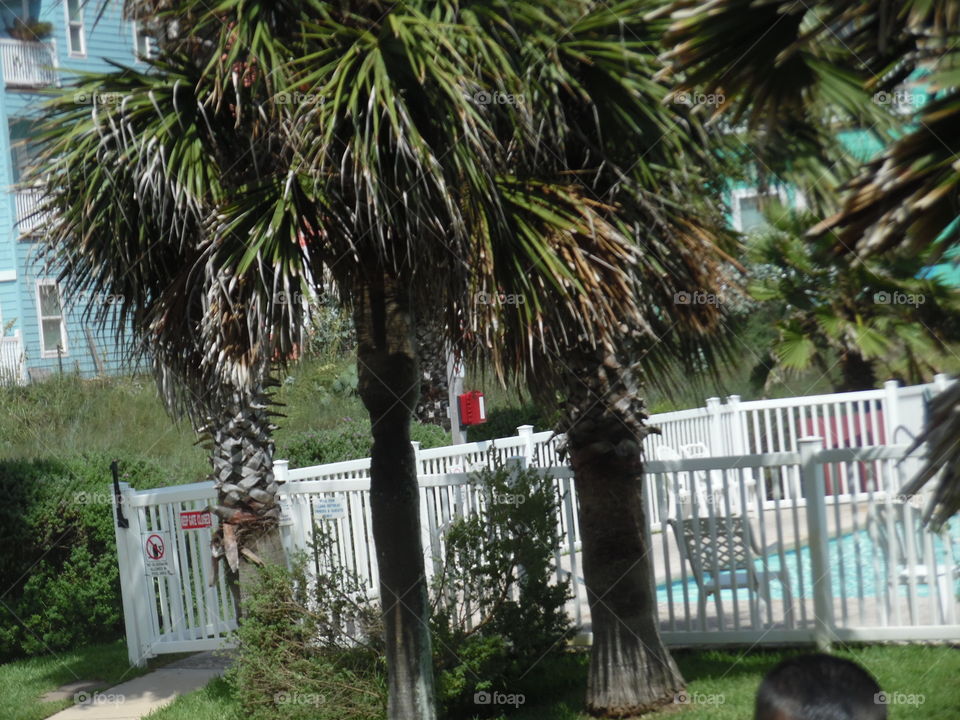 palm 🌴 tree. This is a picture I took while visiting the Gulf of Mexico in Port Aransas Texas. 👣 🚶 🏃 🔥 💨