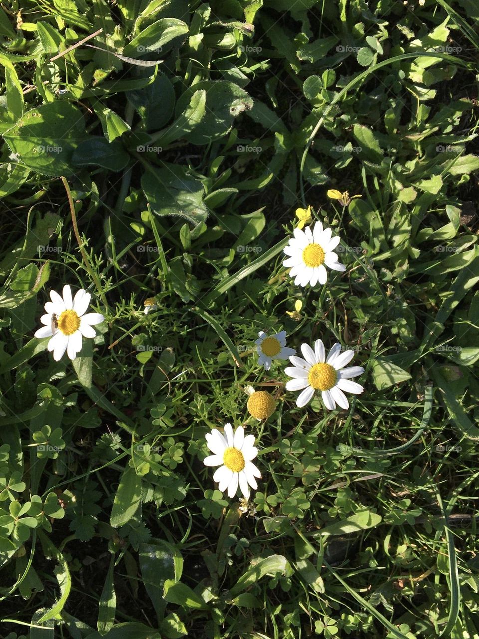 First daisies in fields 