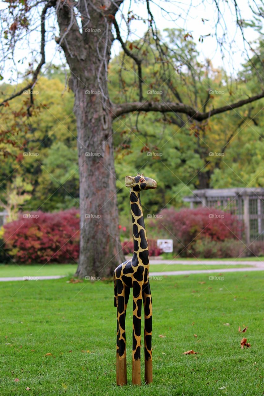 Giraffe Beauty <3