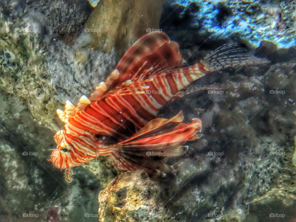 Deadly Lionfish