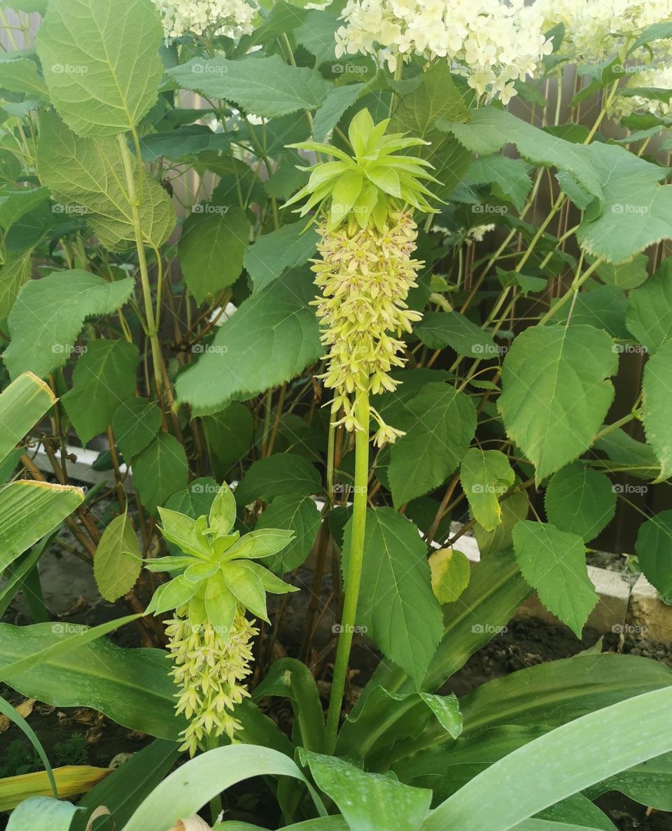 Pineapple lily Eucomis bicolor