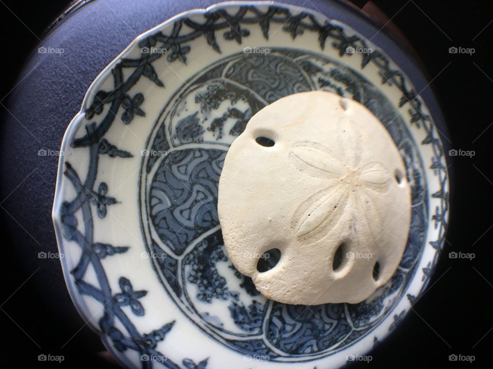 Fisheye angle sand dollar in plate 