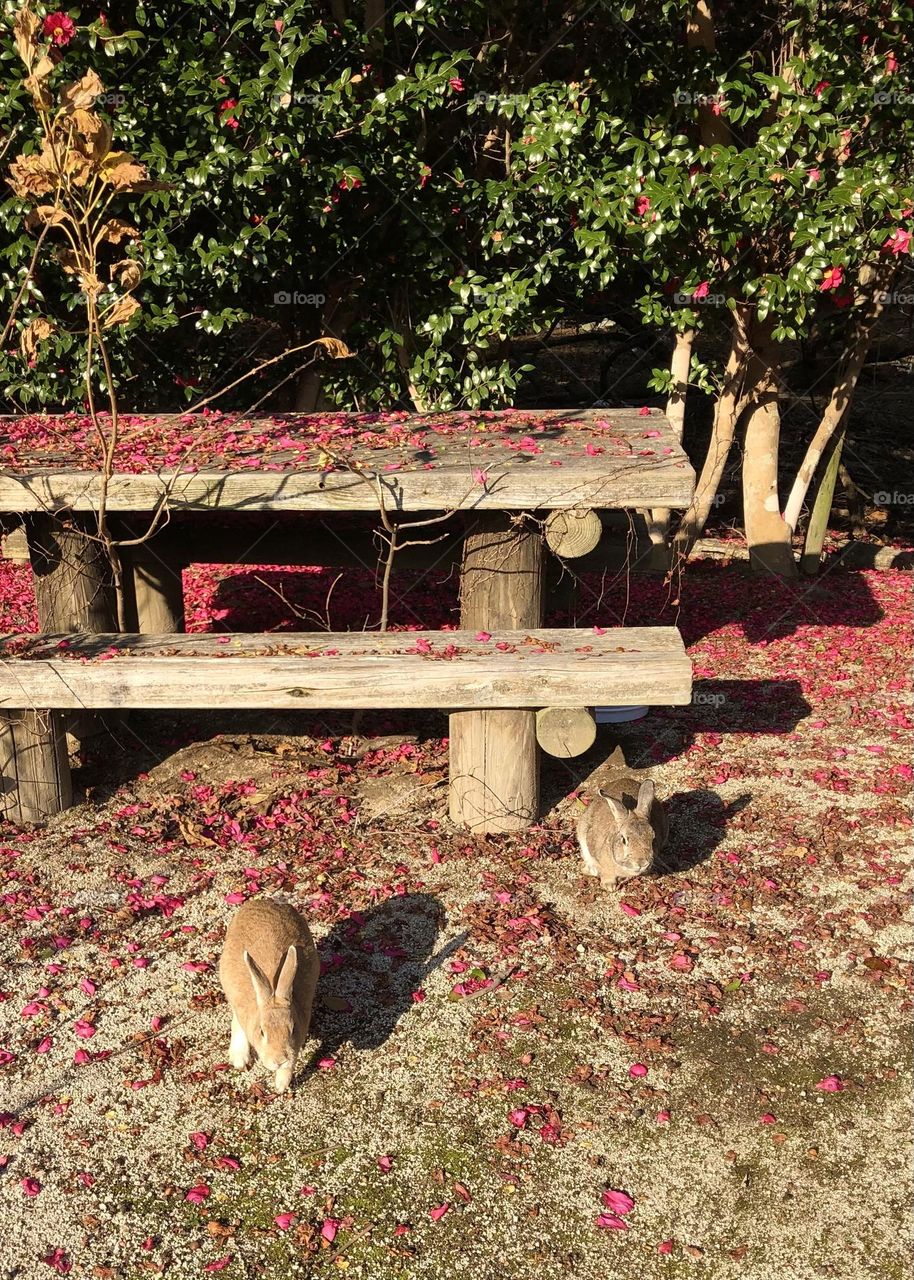 Rabbits and petals 