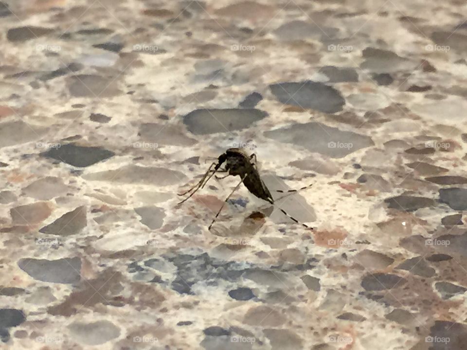 Mosquito on granite