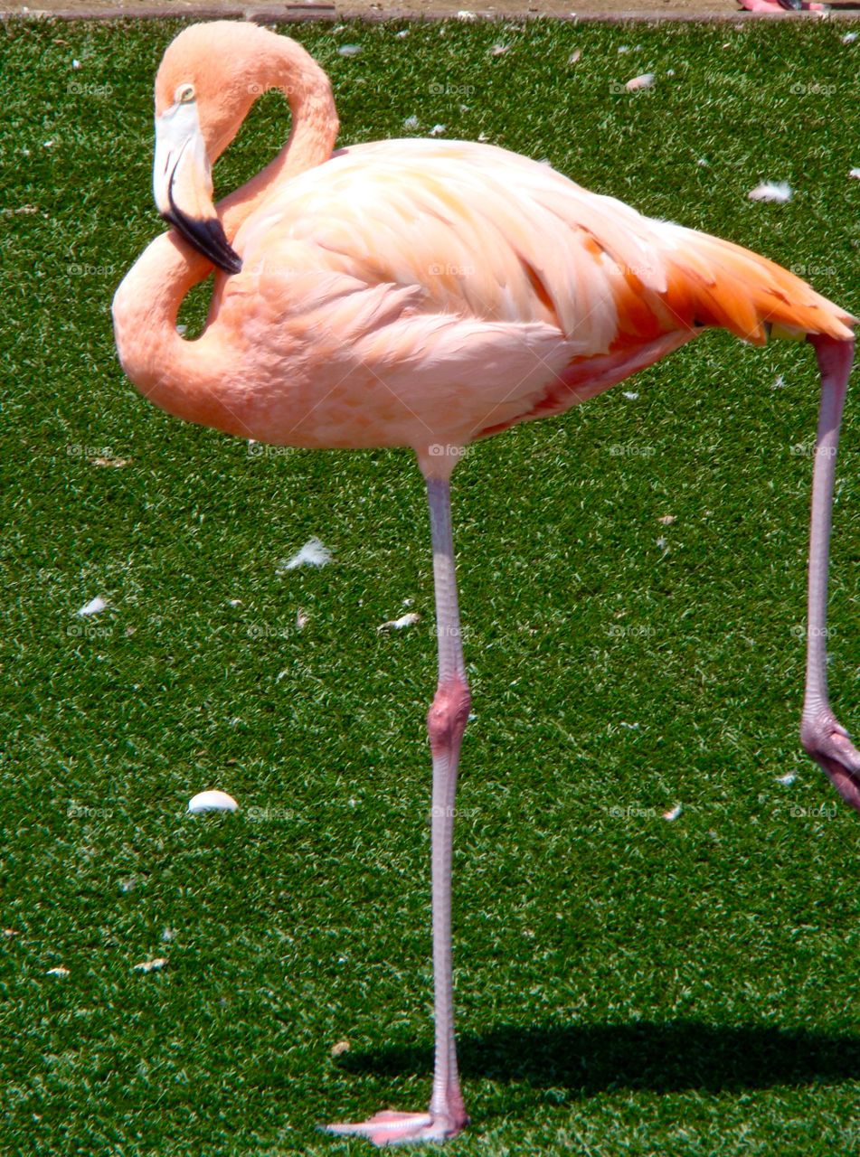 Flamingo