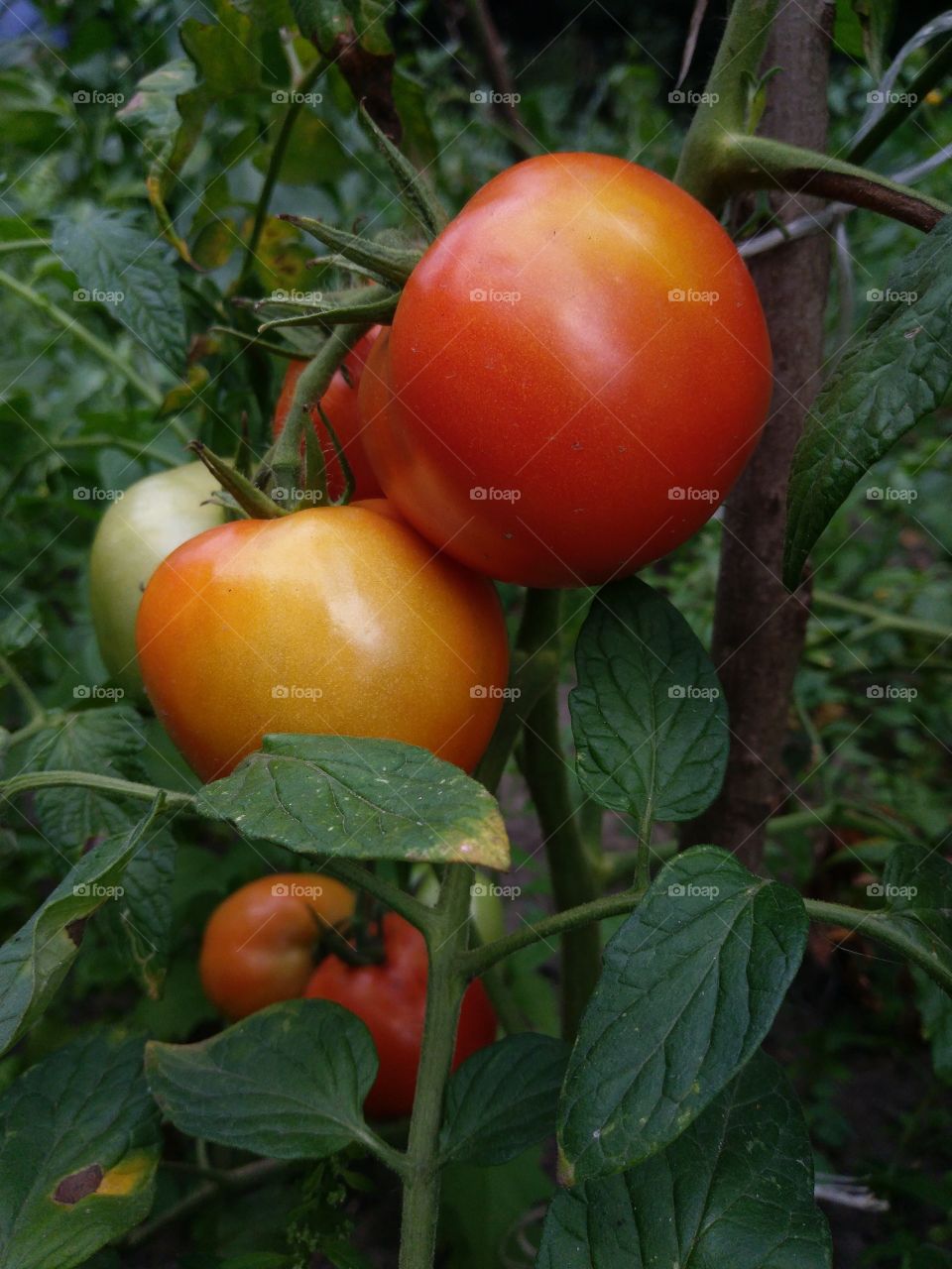 tomatoes growing in garden