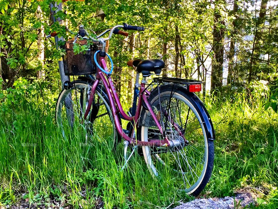 Bicycle in forest! 