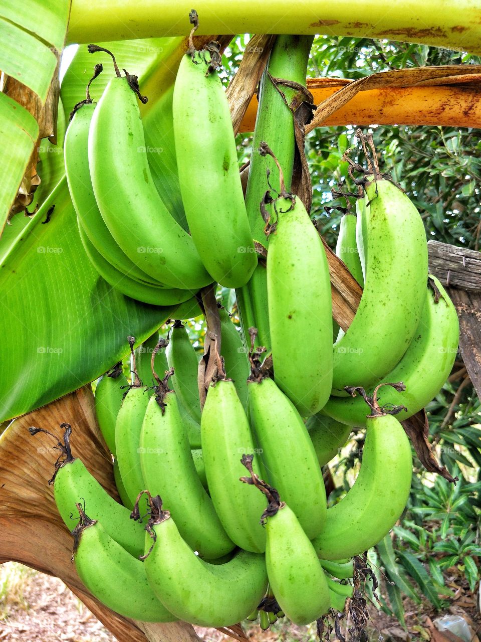 Fruit of banana.