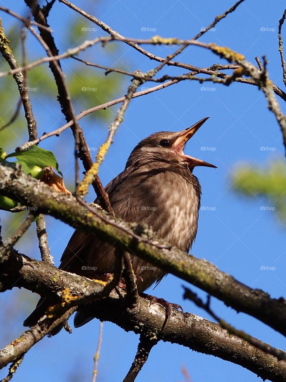 Young starling