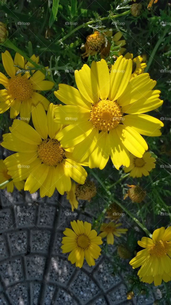 Yellow daisies in a garden