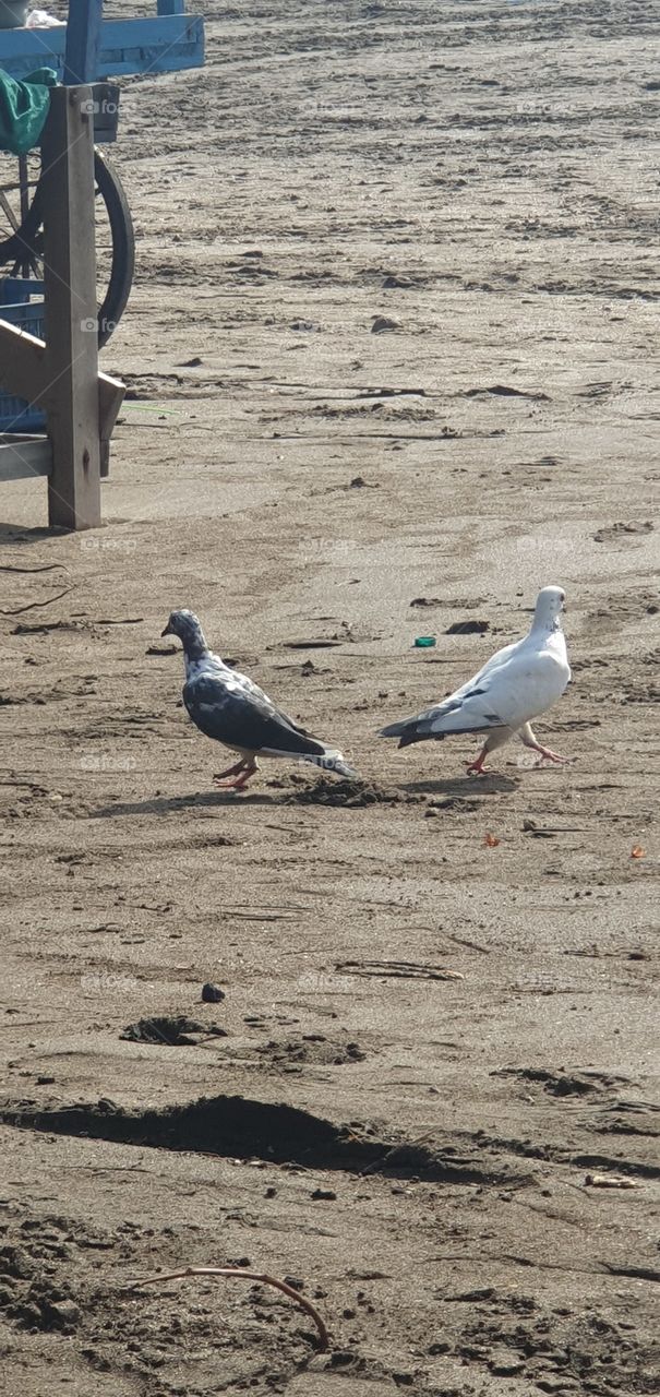 jampore beach, daman, gujarat, india