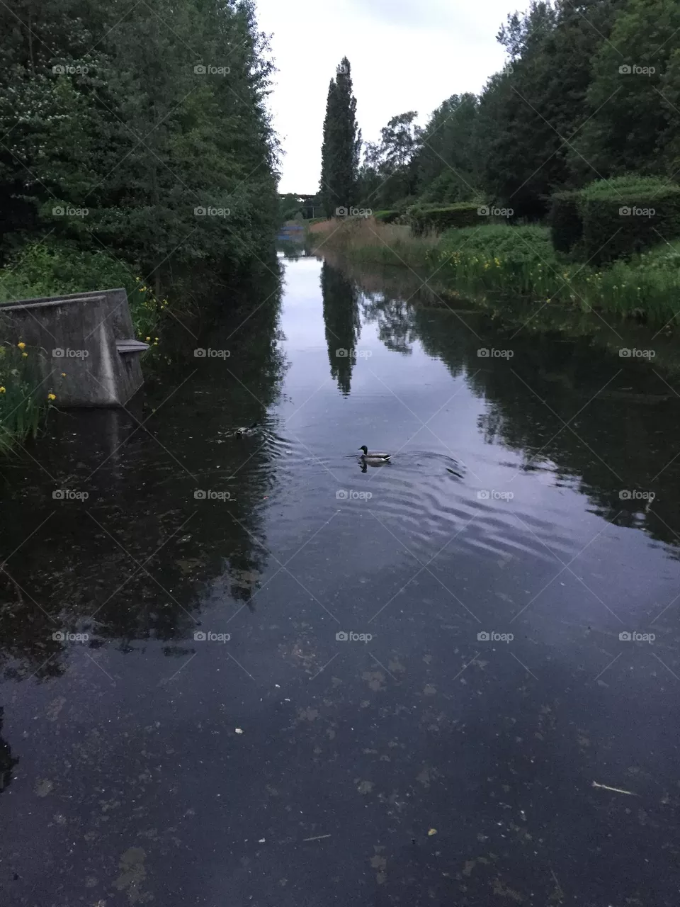 Ente Fluss 