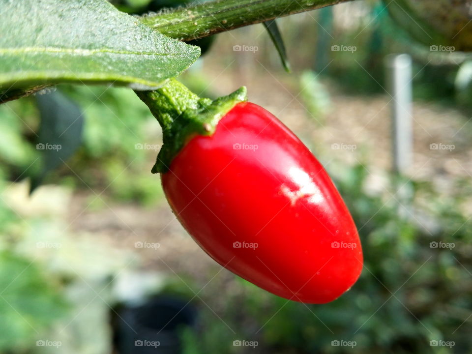 chili pepper