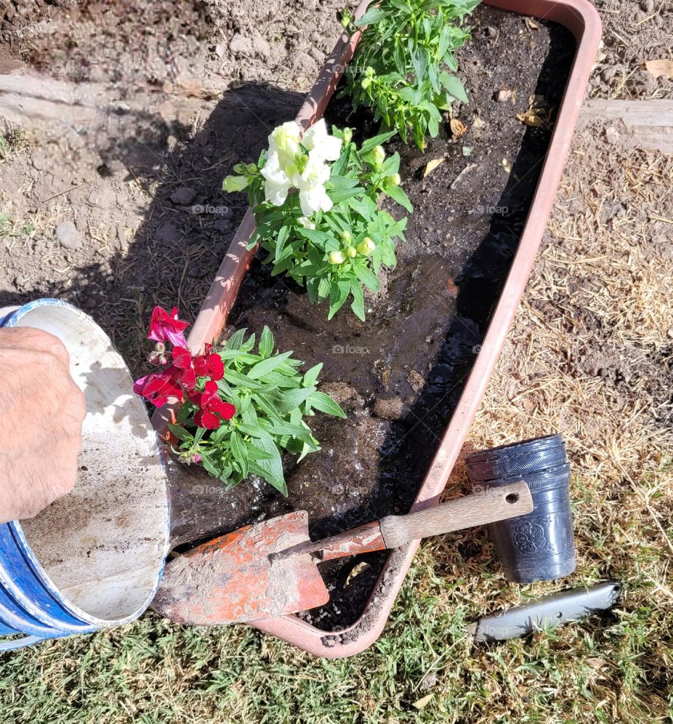 finalizando proceso de plantar plantitas en maceta