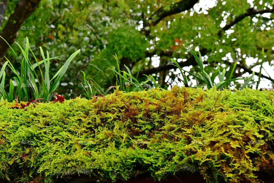 Green moss