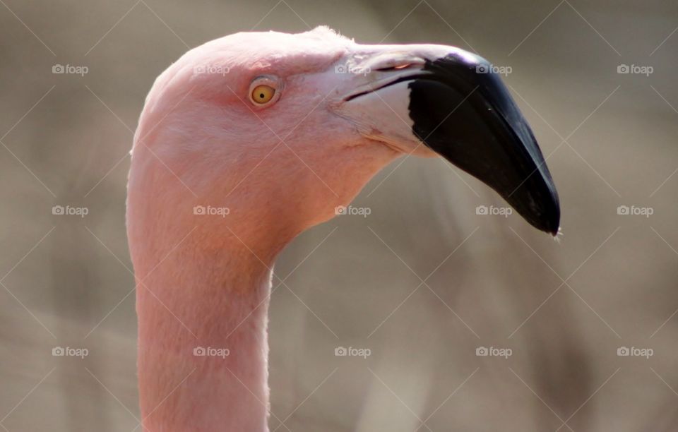 Close of a flamingo