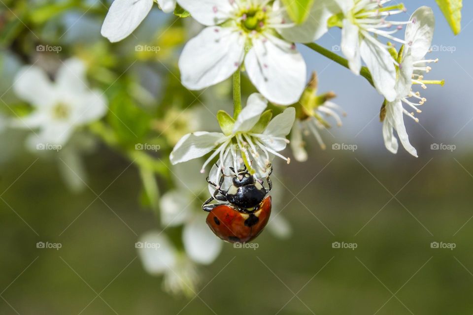 Ladybug on a white flower.