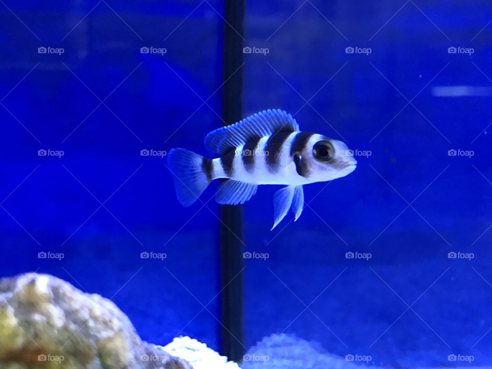 Fishing in the Aquarium?!?! No... only photographing some beautiful fishes. So colorful... It looked like they were posing for the click...