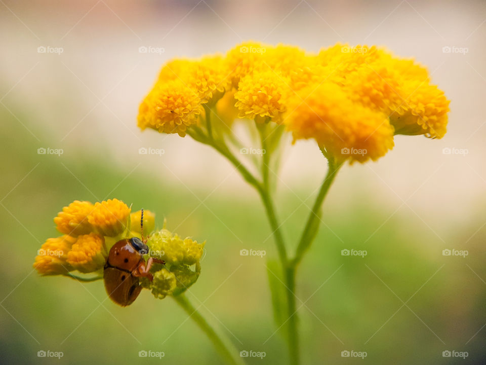 small bug on yellow plant