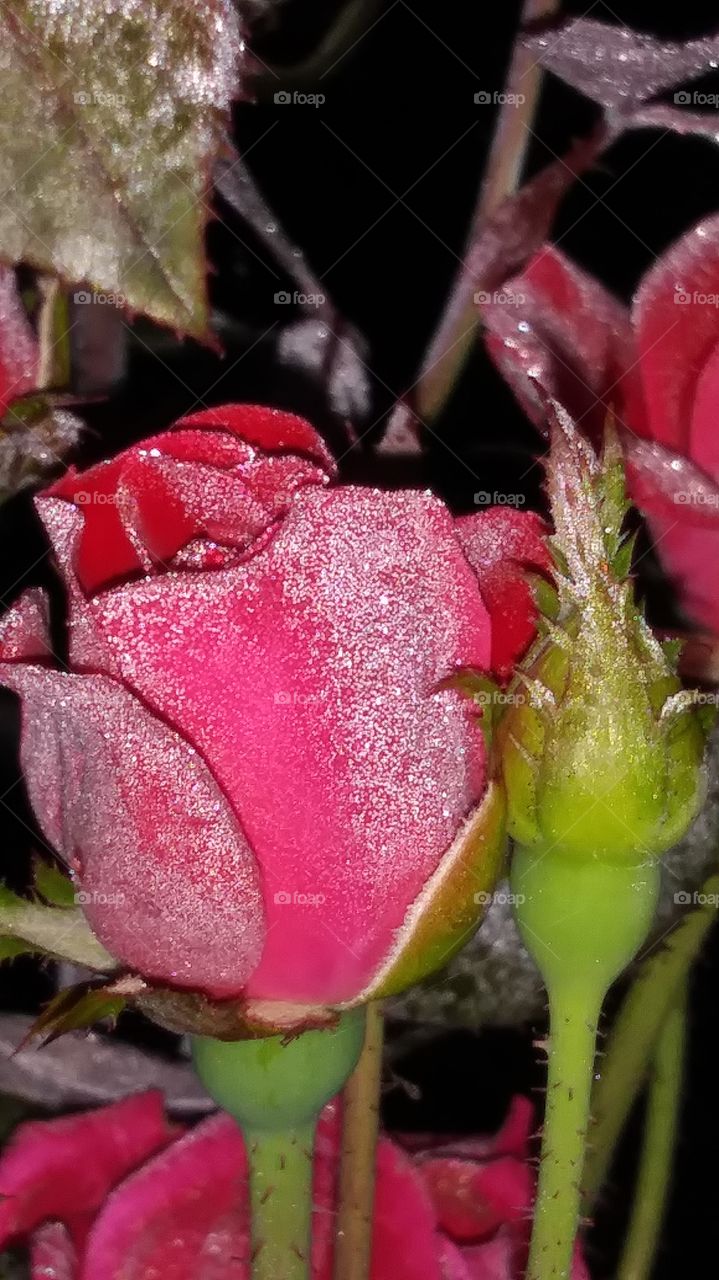 morning dew on roses