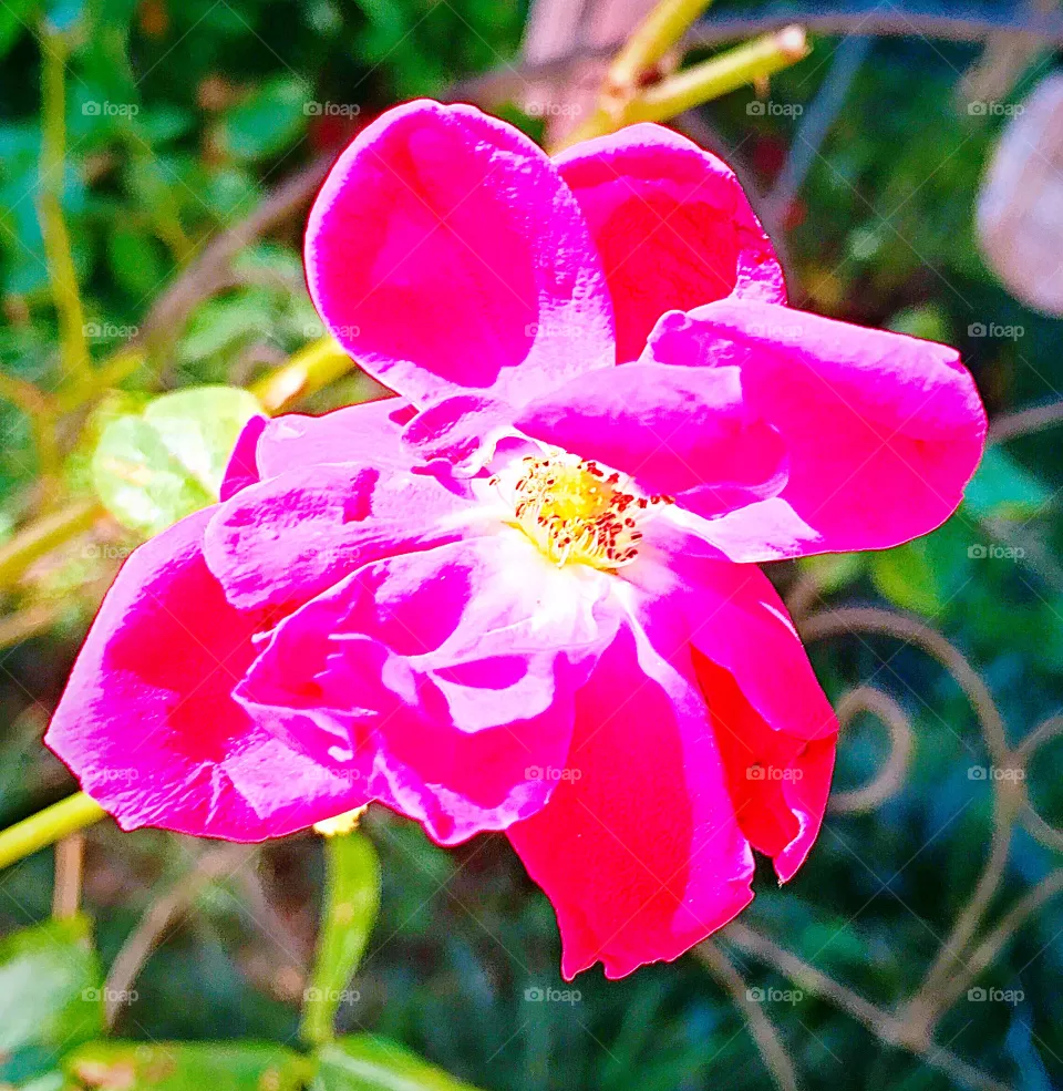 Very Pink