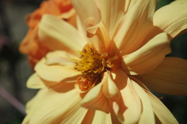 Pastel yellow flower
