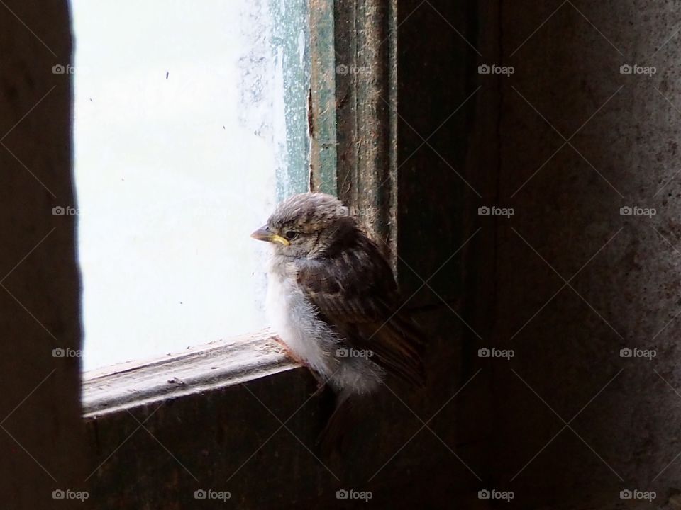 Sparrow ❤️