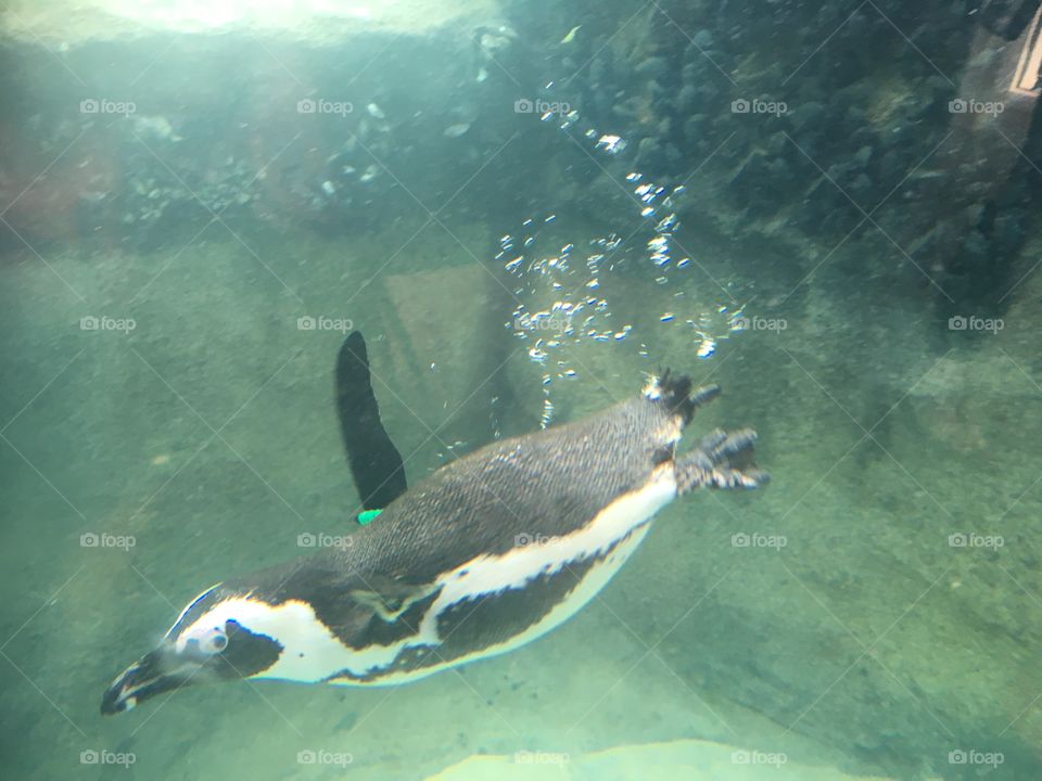 Penguin dive 