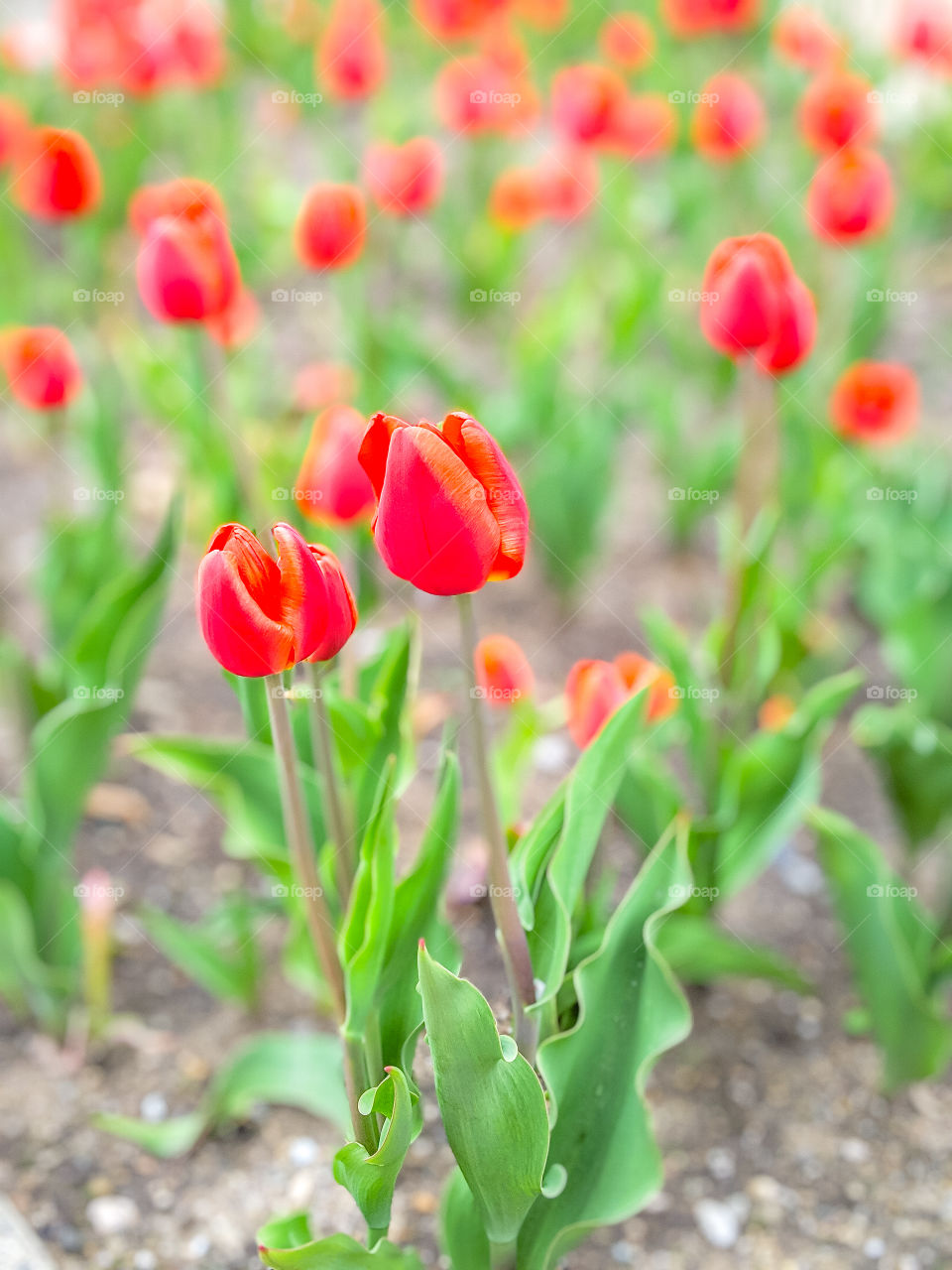 Red Tulips Close up