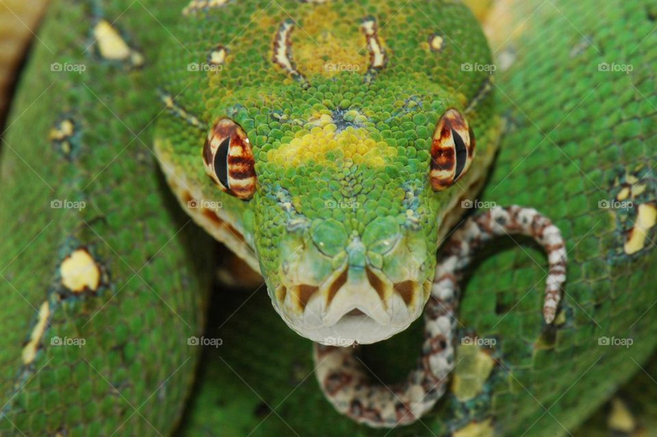 Green tree python