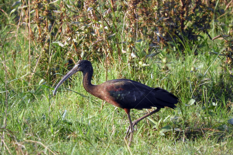 Amazing Bird 😀