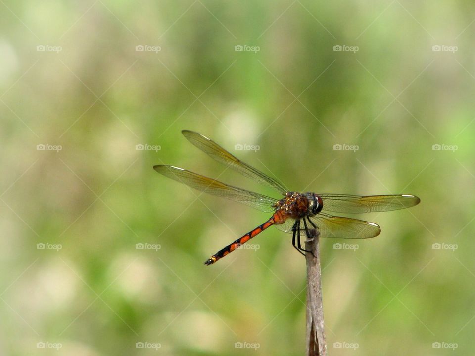 Dragonfly