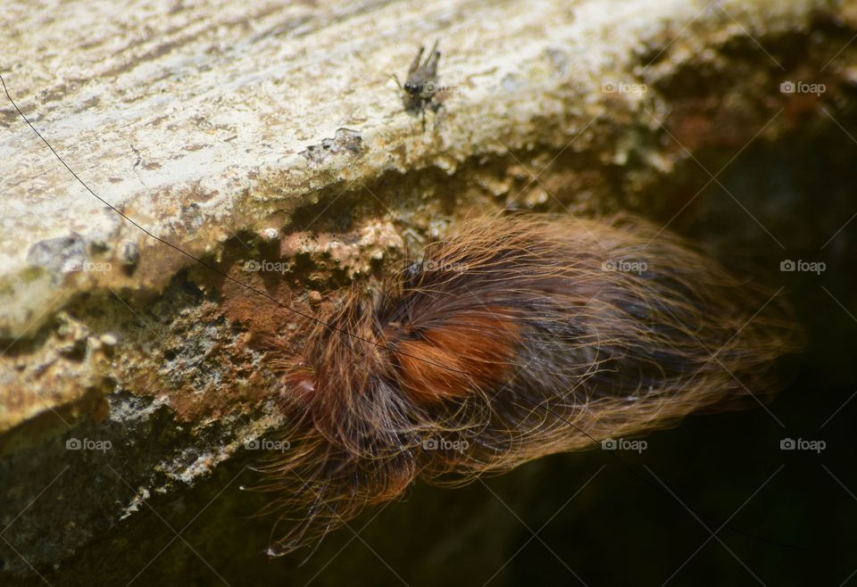 hairy catterpillar
