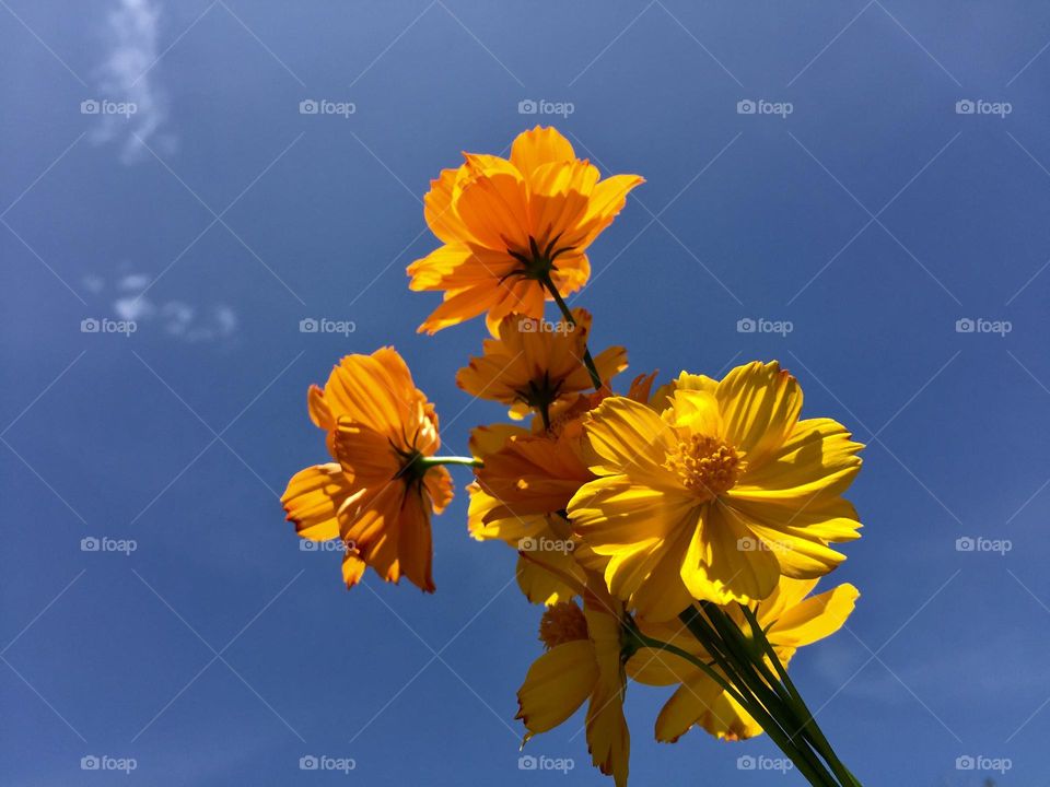 Cosmos flowers under the blue sky