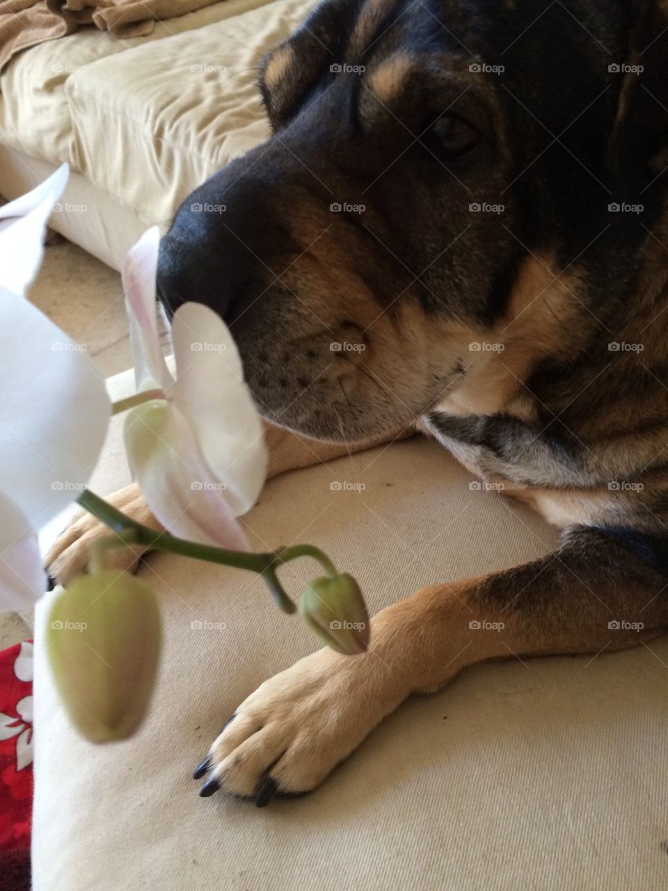 Dog smelling orchid. Dog smelling orchid