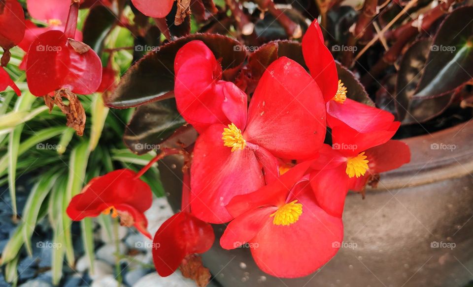 Begonia semperflorens cultorum.
