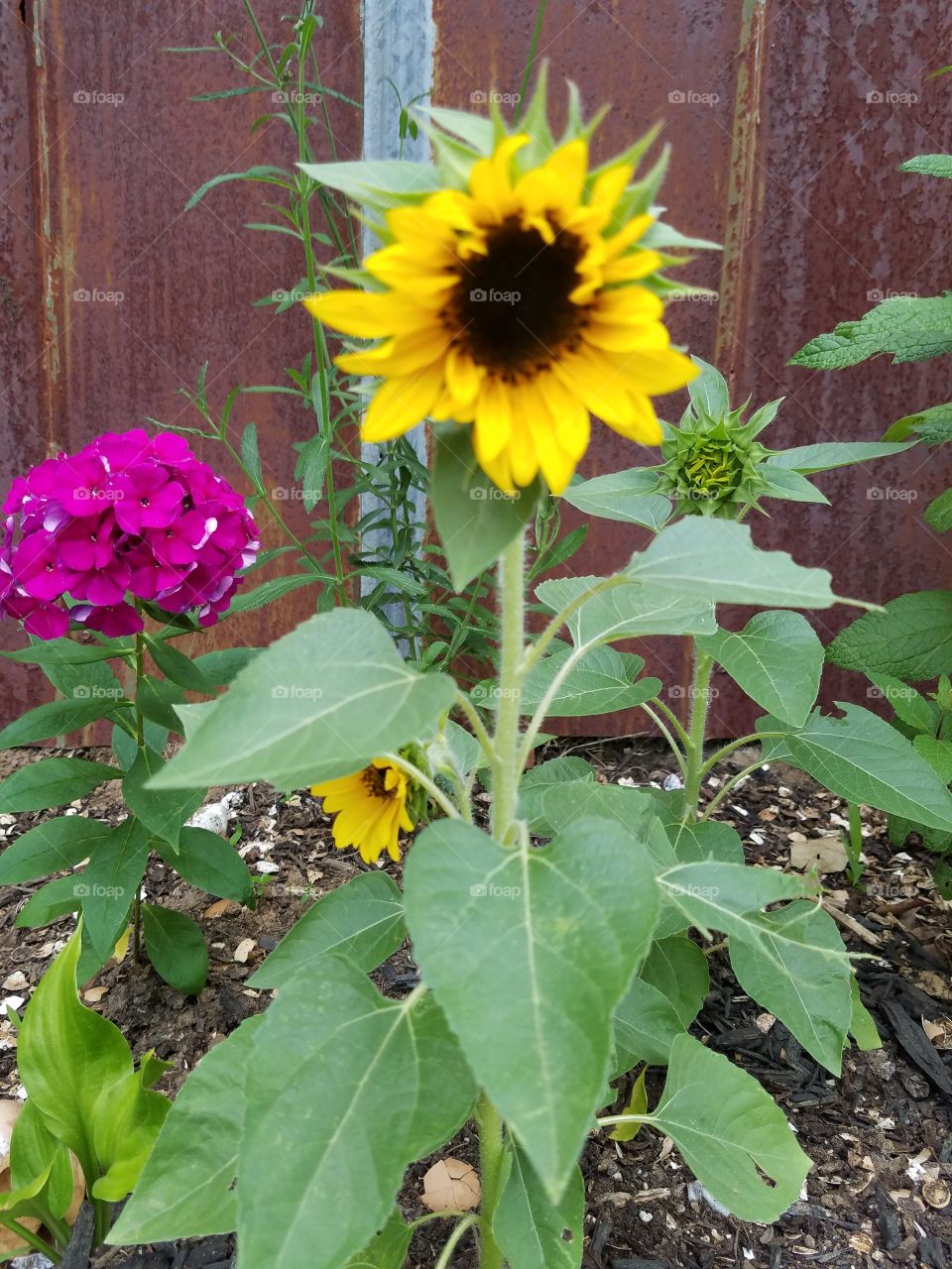 Beautiful spring flowers