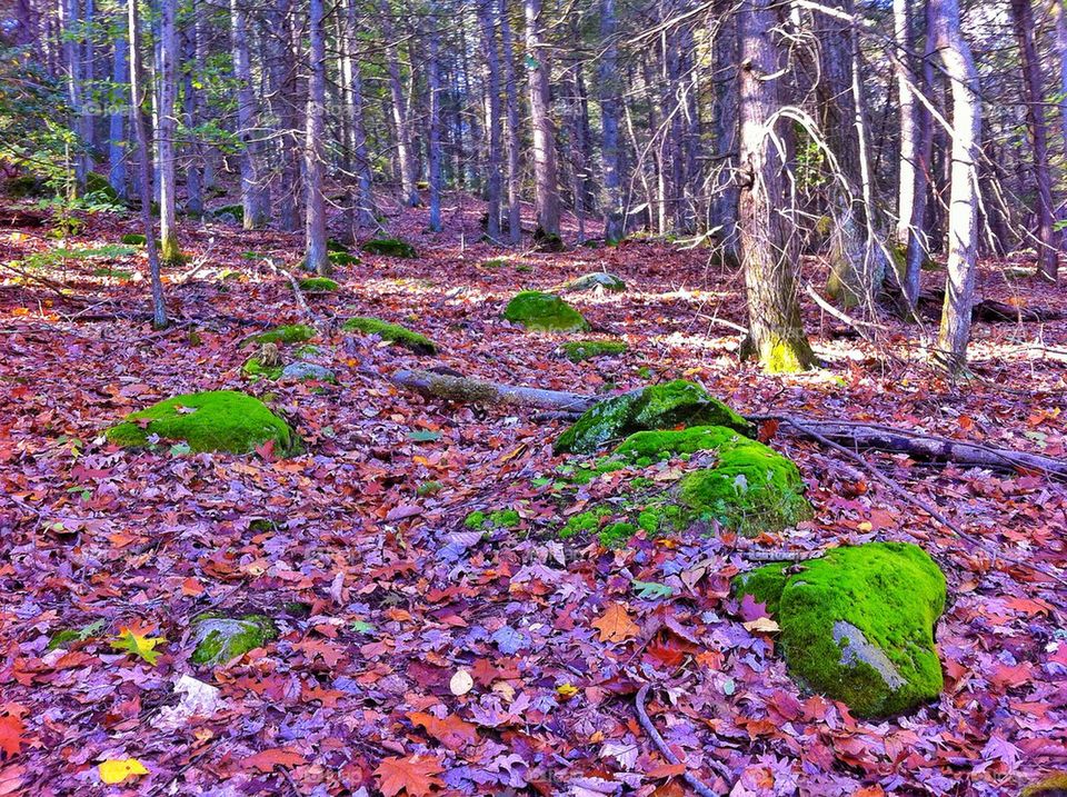 Paugussett State Forest Newtown, CT